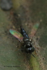 Neoloxotaenia