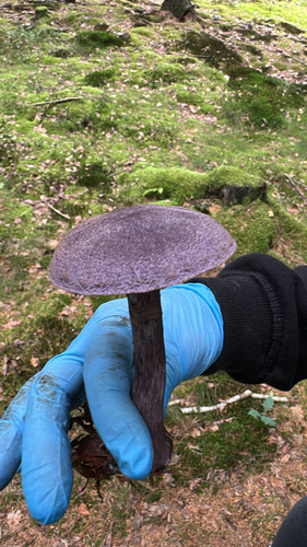 violet webcap
