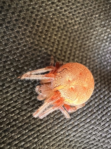 Marbled Orbweaver