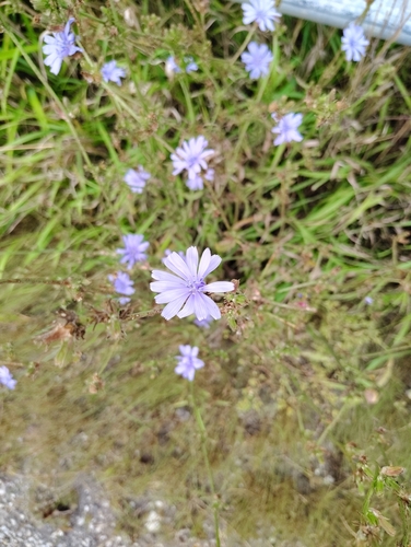 chicory