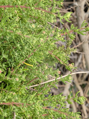 Tetragonia fruticosa