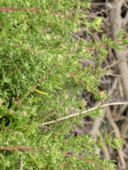 Tetragonia fruticosa