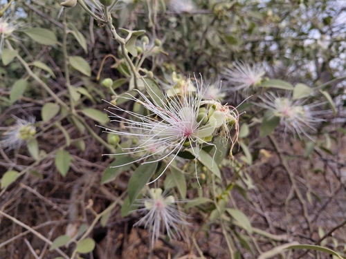 Woolly Caperbush