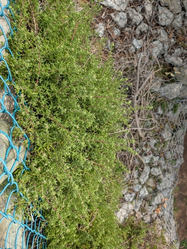 Tetragonia fruticosa, photograph 2
