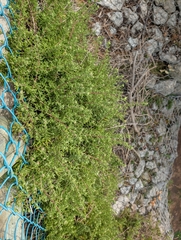 (c) Jessica Utrup, some rights reserved (CC BY) Tetragonia fruticosa, photograph (c) Jessica Utrup, some rights reserved (CC BY)