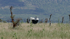 Struthio molybdophanes