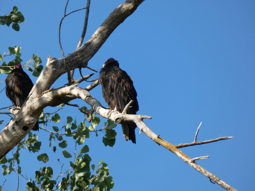 Turkey Vulture