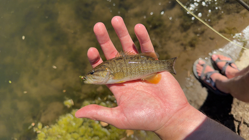 Smallmouth Bass