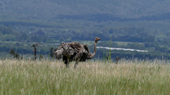 Struthio molybdophanes