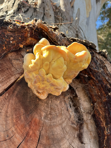 Western Hardwood Sulphur Shelf