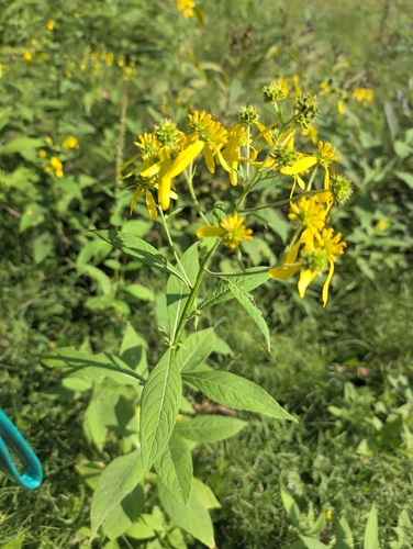 Wingstem