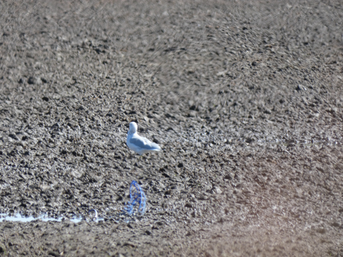 Ring-billed Gull
