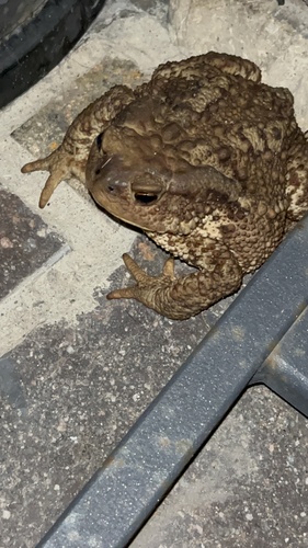 European Toad