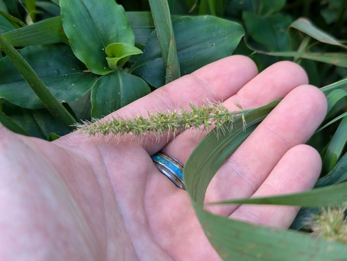 Setaria adhaerens observed 2026-09-13