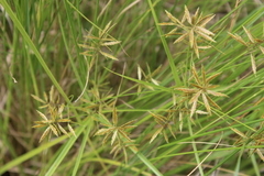 Cyperus intactus