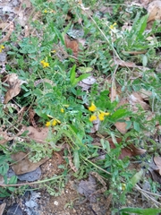 Hippocrepis multisiliquosa