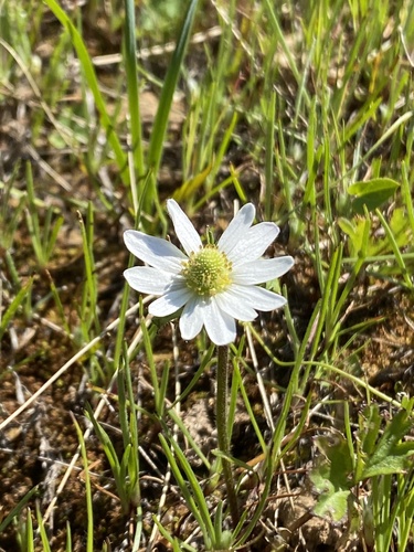 Anemone decapetala