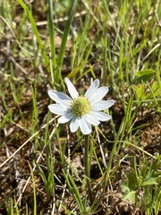 Anemone decapetala