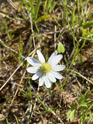 Anemone decapetala, photograph 2