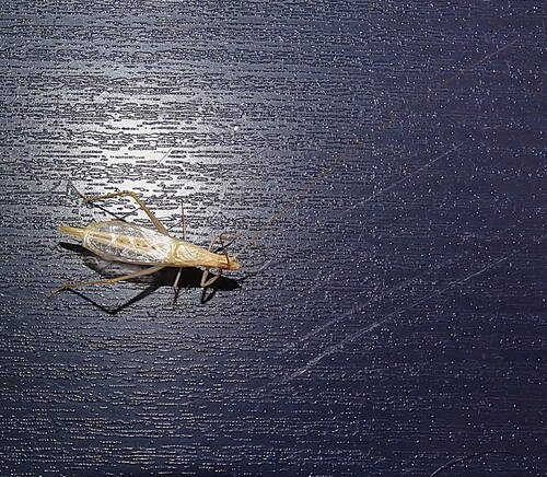 Large Tree-cricket