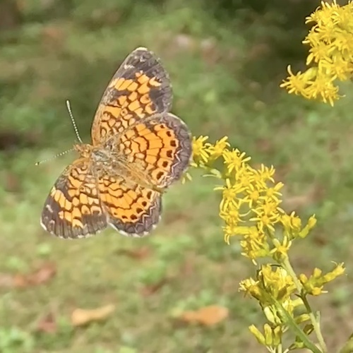Pearl Crescent