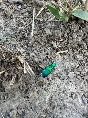Six-spotted Tiger Beetle