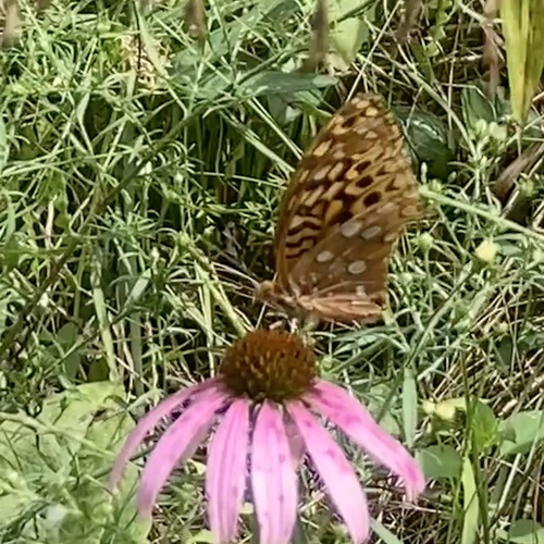 Great Spangled Fritillary