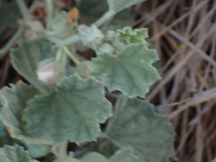 Malvella leprosa, photograph (c) Lia Keener, some rights reserved (CC BY)