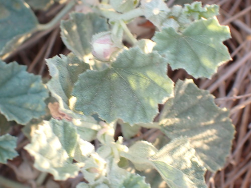 Malvella leprosa, photograph 1