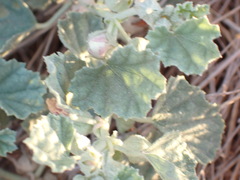 Malvella leprosa, photograph (c) Lia Keener, some rights reserved (CC BY)