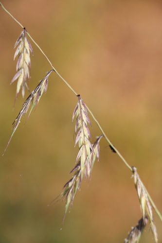 Bouteloua radicosa observed 2026-08-28