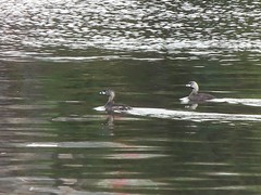 Podilymbus podiceps