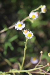 Erigeron divergens