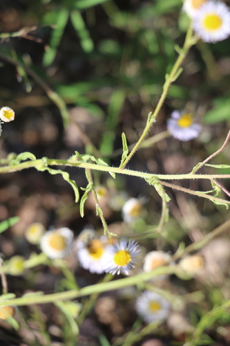 Erigeron divergens, photograph 2