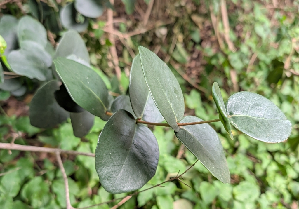 Maurocenia frangula; photograph (c) Jessica Utrup, some rights reserved (CC BY)