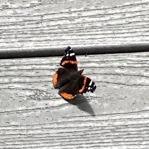 Red Admiral