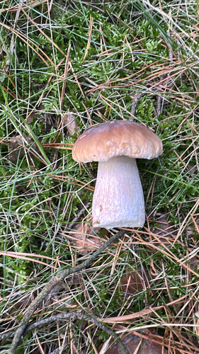 King Bolete