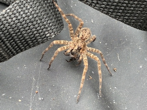 Dark Fishing Spider