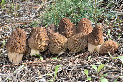 Black Morels