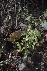 Melampodium microcephalum