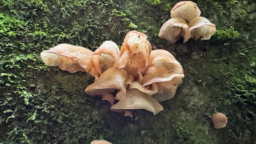 Auricularia delicata observed 2026-09-12