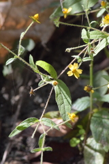 Melampodium microcephalum