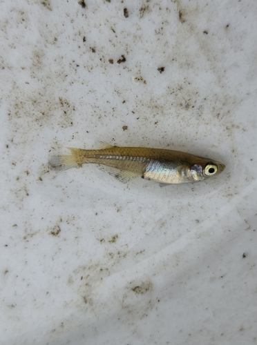 Chinese Rice Fish