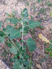 Chenopodium vulvaria