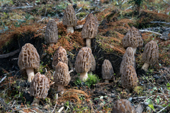 Morchella brunnea