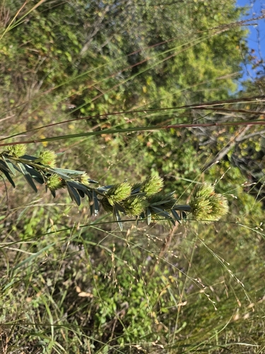 round-headed bush clover
