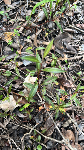 Persicaria dichotoma observed 2026-08-27
