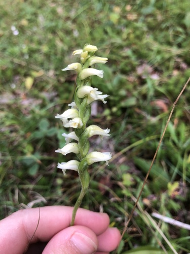 yellow nodding ladies' tresses