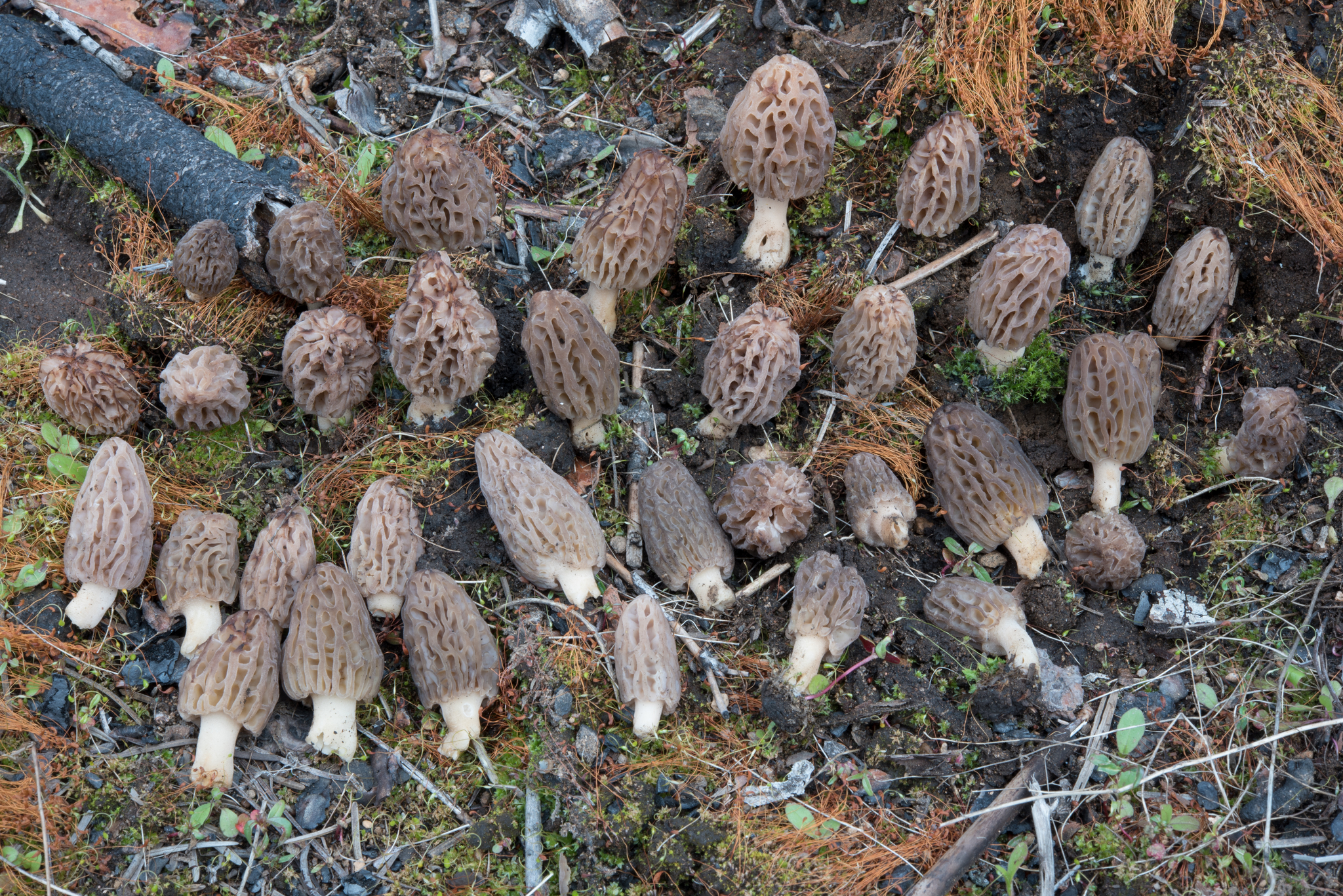Morchella brunnea image
