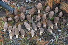 Morchella brunnea